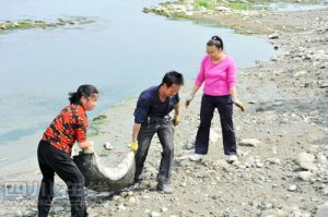 四川彭山称河道内千只死鸭非当地农户抛弃