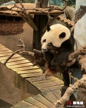 CIBES西柏思丨搭乘西柏思电梯 遇见可爱的它们——旅居大熊猫
