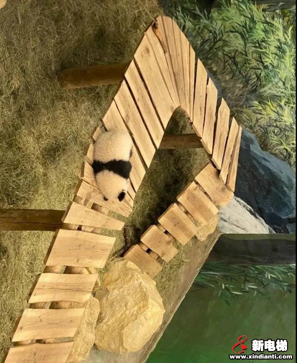 CIBES西柏思丨搭乘西柏思电梯 遇见可爱的它们——旅居大熊猫(图4) CIBES西柏思丨搭乘西柏思电梯 遇见可爱的它们——旅居大熊猫(图4)